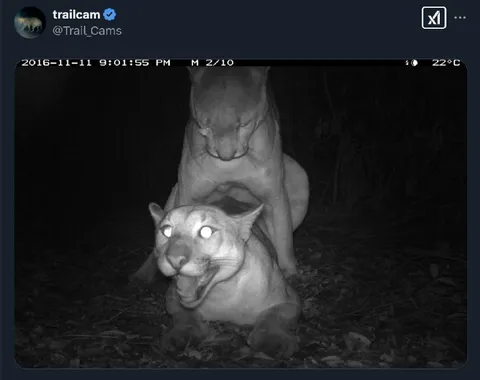 Кошачья засада ночью