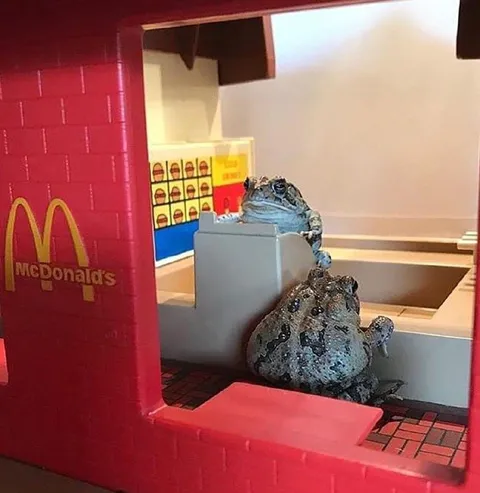 Frogs Working at McDonald's