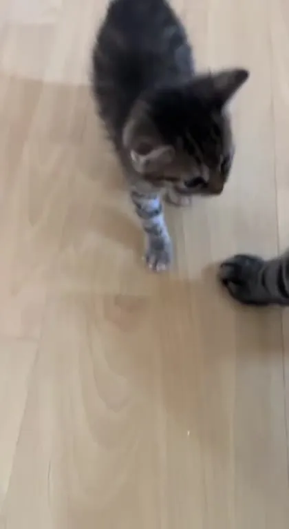Котёнок знакомится со взрослым котом