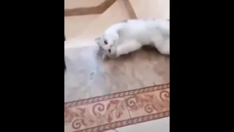 Кот кувыркается по лестнице