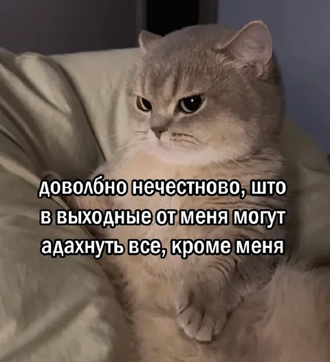 Кот, которому не дают отдыхать