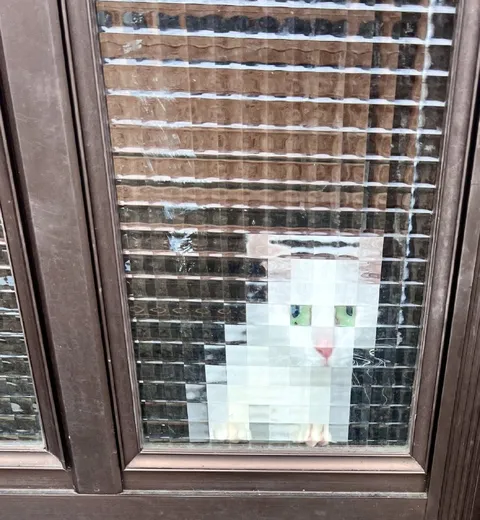 Кот за рифлёным стеклом