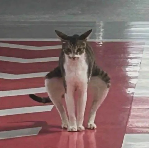 Кот стоит как человек