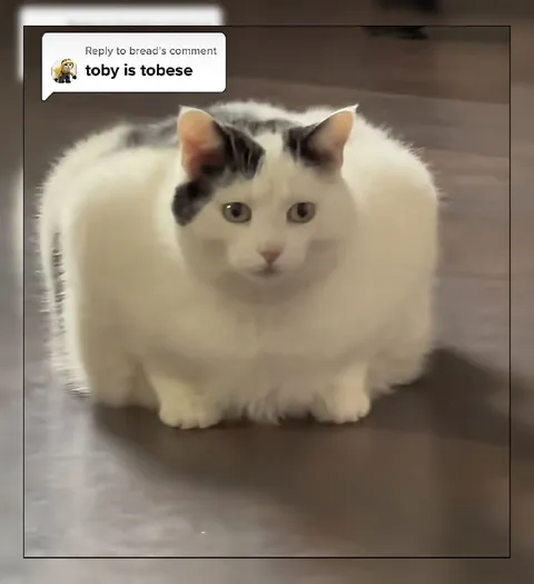 Toby Is Tobese Cat
