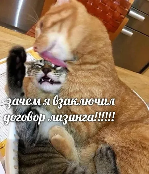 Кот заключил договор лизинга