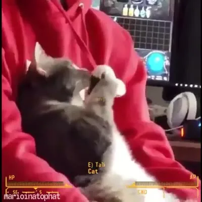 Cat Has a Dialogue Tree