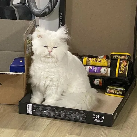 라면 상자에 앉은 고양이