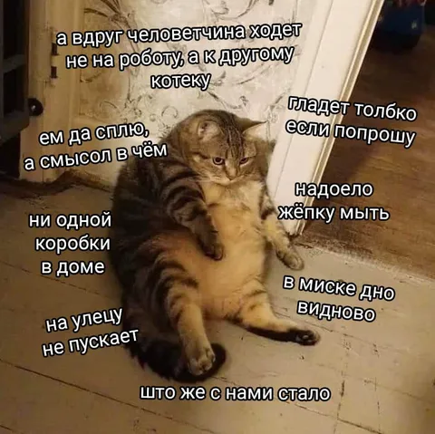 Кот жалуется на человечество