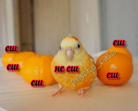 Попугай не ест мандарины