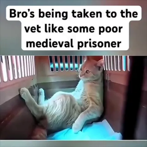 Cat Taken to the Vet