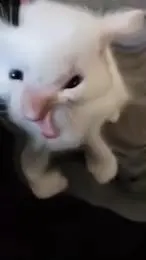 Кот с сиреной вместо мяуканья