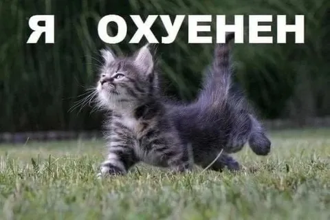 Я охуенен котёнок