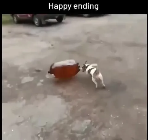 Dog Gets Its Happy Ending