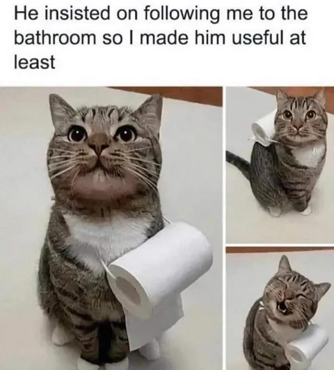 Cat Toilet Paper Helper