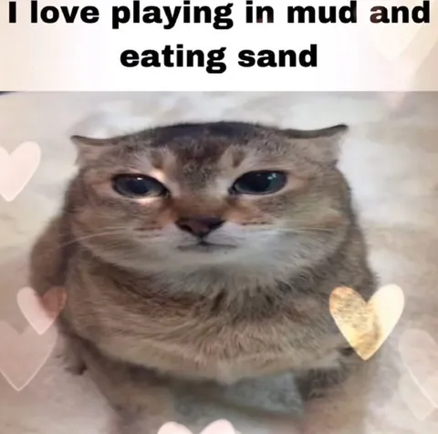 Cat Loves Playing in Mud