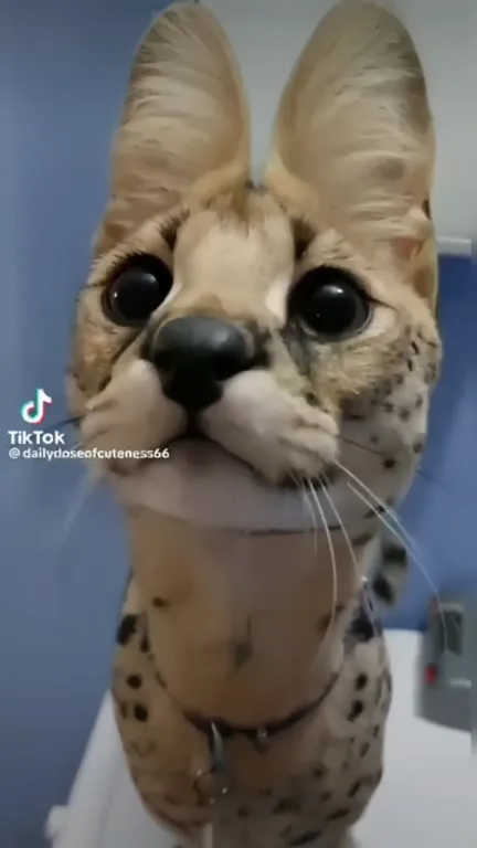 Кот с огромными глазами