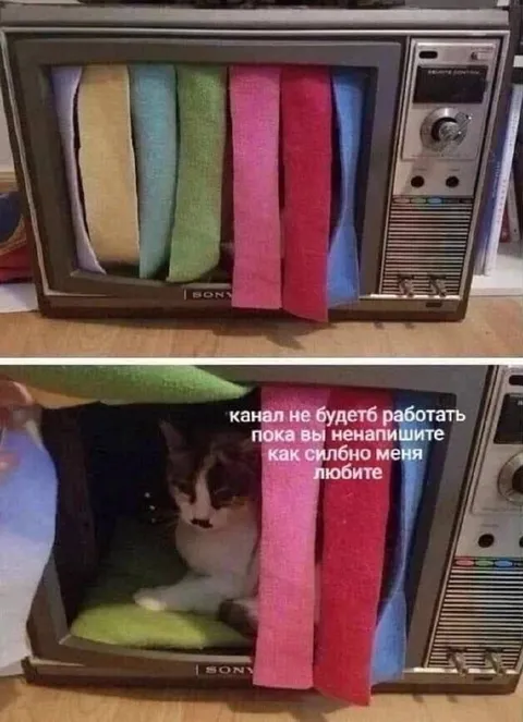 Кот требует любви для канала