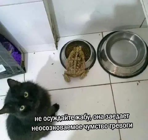 Кот не осуждает тревожную жабу