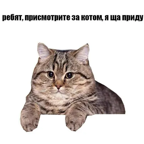 Присмотрите за котом