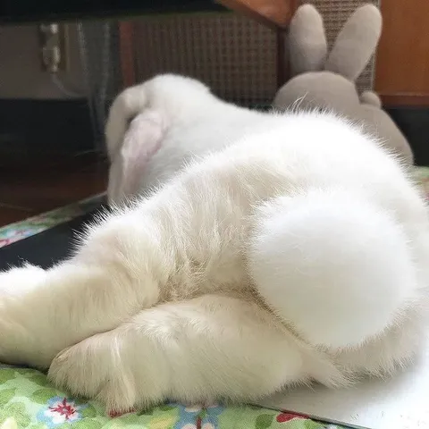 Белый кролик прячет лицо