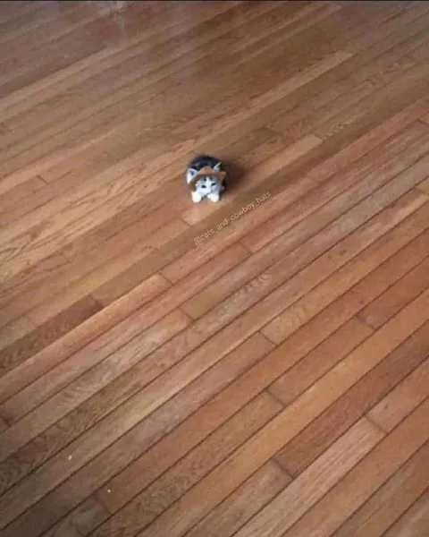 Крошечный котёнок на полу