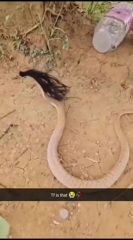 Snake Wearing a Black Wig