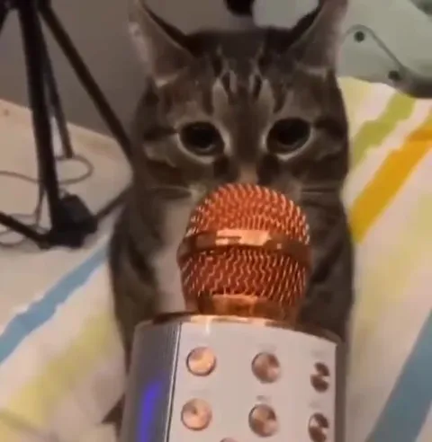 Кот поёт в микрофон