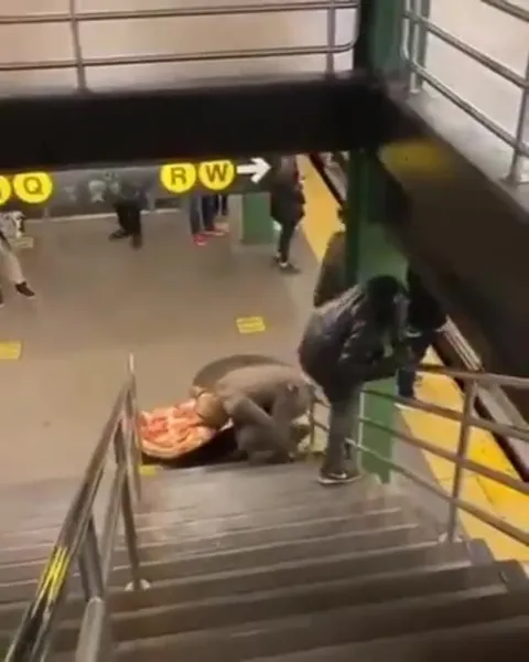 Cow Carries Giant Pizza Upstairs