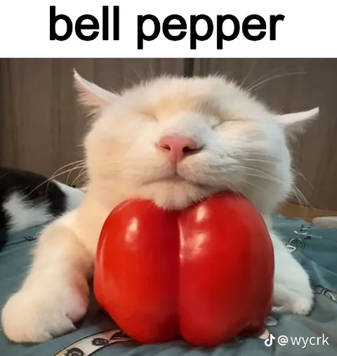 Cat With a Bell Pepper