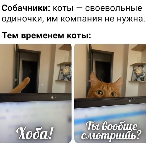 Коты требуют внимания