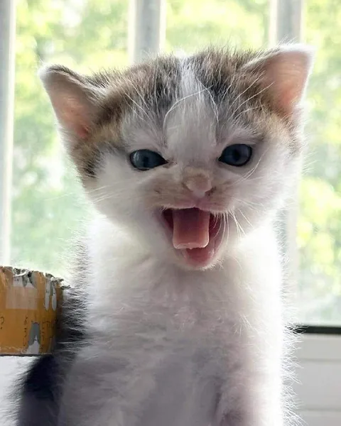 Котёнок кричит от радости