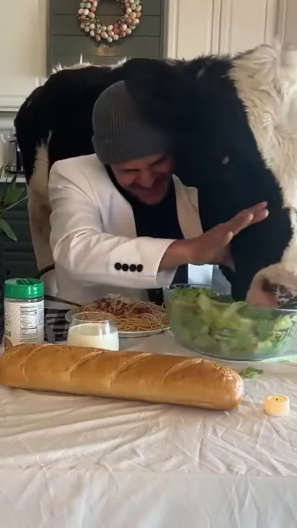 Корова отбирает ужин