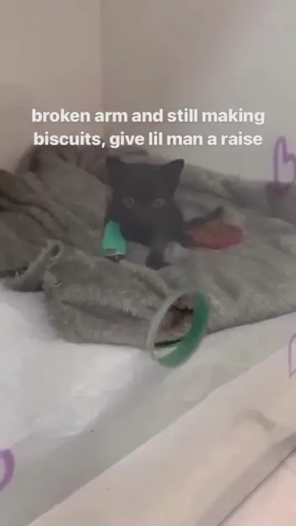 Broken Arm Cat Deserves a Raise
