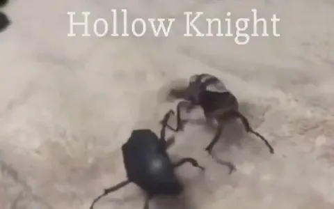 Hollow Knight Beetle Duel