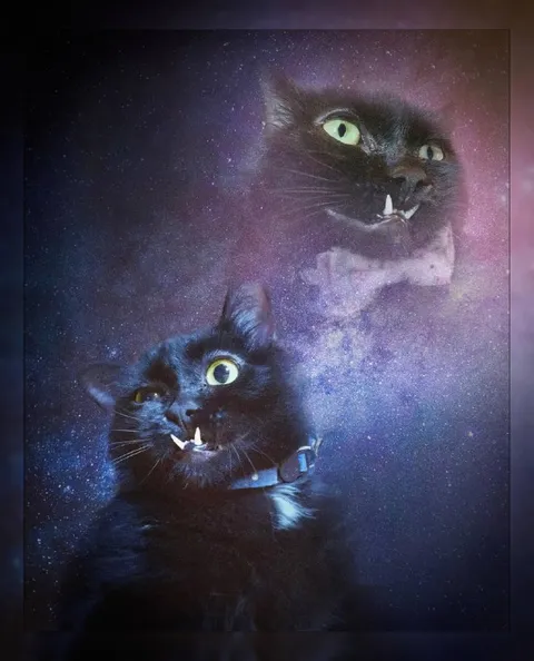 Космический кот-вампир