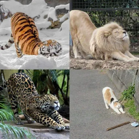 Хищники и маленькая кошка