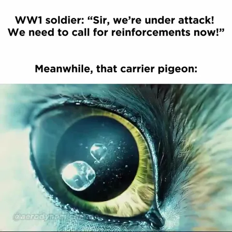 Carrier Pigeon Under Attack