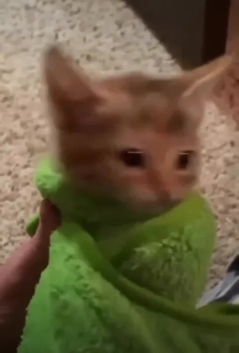 Коты под тяжёлую музыку