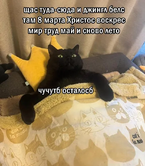 Кот ждёт все праздники