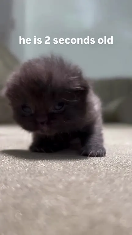 Two-Second-Old Kitten Walks Away