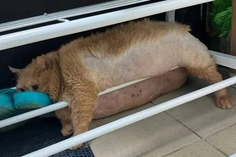 Кот застрял в сушилке