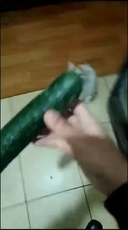 Кот и загадочная колбаска