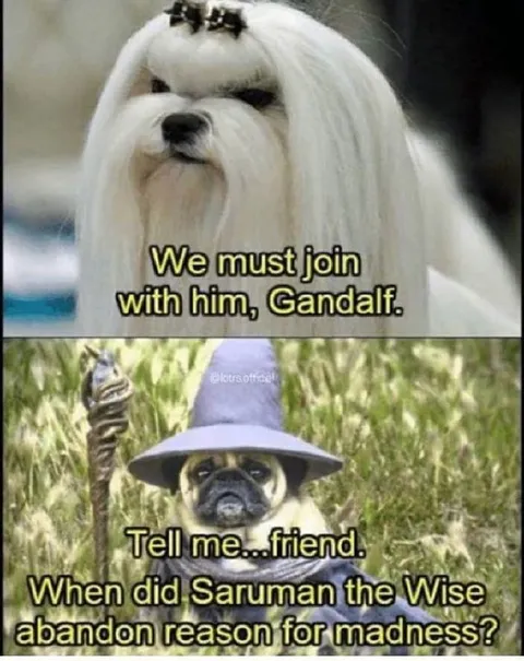 Dogs of Middle-earth Debate Madness