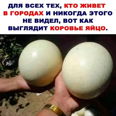 Как выглядит коровье яйцо