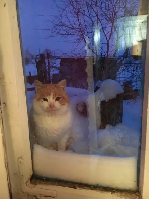 Кот за заснеженным окном
