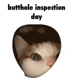 Butthole Inspection Day Cat