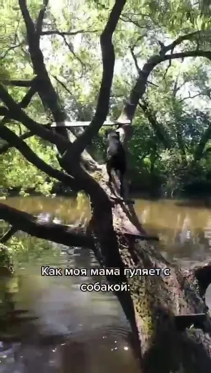 Как мама гуляет с собакой