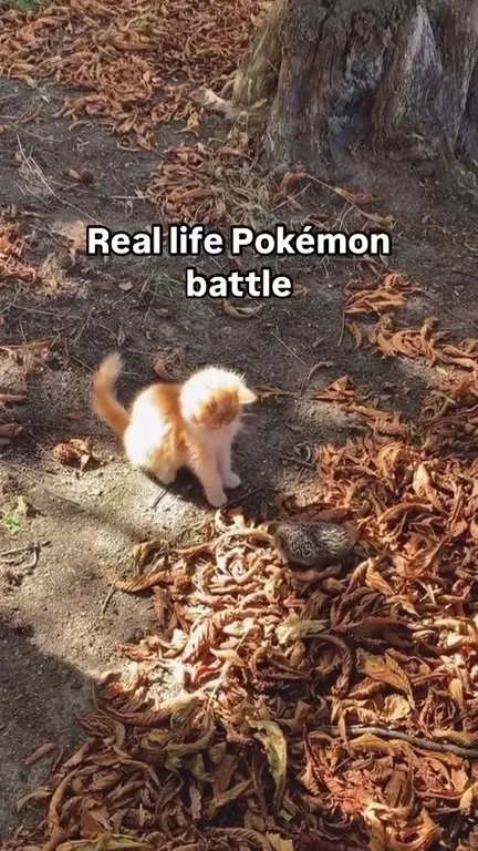 Kitten Versus Hedgehog Battle
