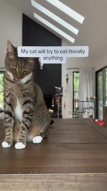Cat Will Eat Literally Anything
