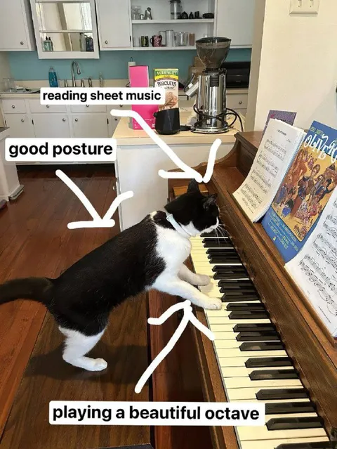Cat Plays a Beautiful Octave